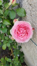 IMG_20260523_103437.jpg