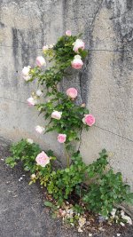 IMG_20260523_103431.jpg