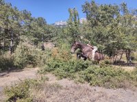 IMG_1338.jpeg