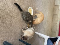 IMG_2692.jpeg