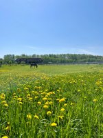IMG_0257.jpeg