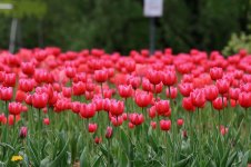 IMG_2965.JPG
