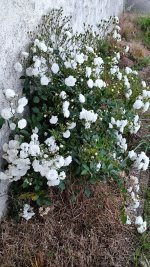 IMG_20260526_214342.jpg