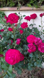 IMG_20260526_214312.jpg