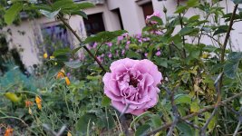 IMG_20260526_213048.jpg