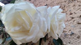 IMG_20260526_212829.jpg