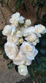 IMG_20260526_212755.jpg