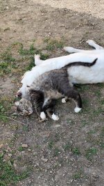 IMG_20260526_203333.jpg