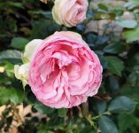 IMG_20260526_210621.jpg