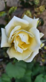 IMG_20260526_201523.jpg
