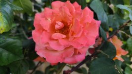 IMG_20260526_201334.jpg