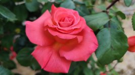 IMG_20260526_201314.jpg