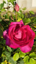 IMG_20260526_201147.jpg