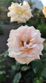 IMG_20260526_201115.jpg