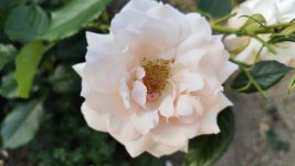 IMG_20260526_201107.jpg