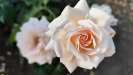 IMG_20260526_201101.jpg