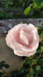 IMG_20260526_201042.jpg