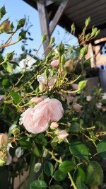 IMG_20260526_201036.jpg
