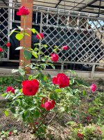 IMG_1954.jpeg