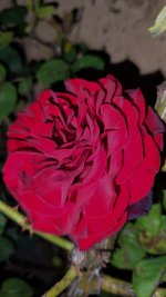 IMG_20260527_222609.jpg