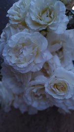 IMG_20260527_221320.jpg