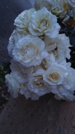 IMG_20260527_221314.jpg