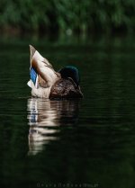 IMG_2484.jpg