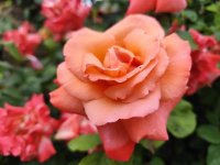 IMG_20260603_133849.jpg