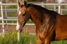 IMG_3606.jpeg