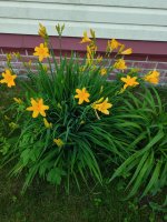 IMG_20260605_202632.jpg