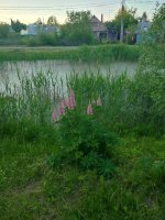 IMG_20260605_203838.jpg