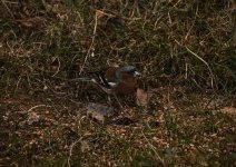 IMG_2150.jpg