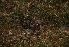 IMG_2161.jpg