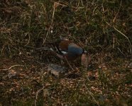 IMG_2124.jpg