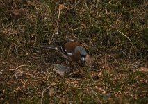IMG_2134.jpg