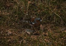 IMG_2138.jpg