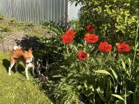 IMG_9330.jpeg