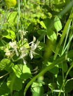 IMG_9331.jpeg
