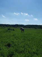 IMG_20260607_172952.jpg