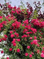 IMG_20260608_204522.jpg