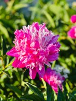 IMG_8992.jpeg