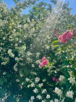 IMG_0567.jpeg