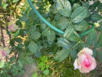IMG_0572.jpeg