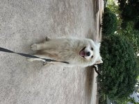 IMG_3330.jpeg