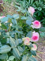 IMG_0631.jpeg