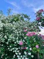IMG_0630.jpeg