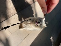 IMG_3452.jpeg