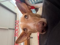 IMG_4985.jpeg