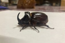 IMG_2376.jpeg