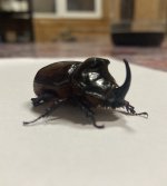 IMG_2377.jpeg